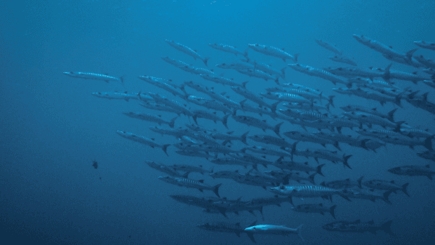 Apo Reef Natural Park: A Haven for Endangered Marine Species