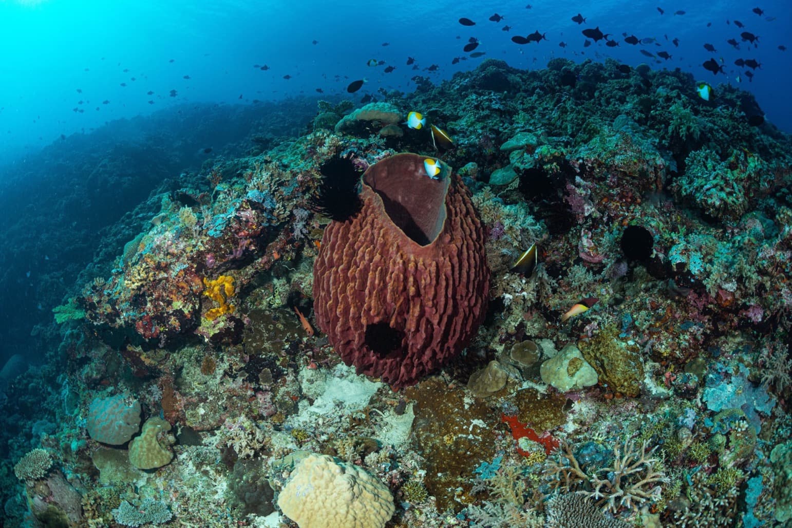 Apo Reef Corals by Jeru Cajapin