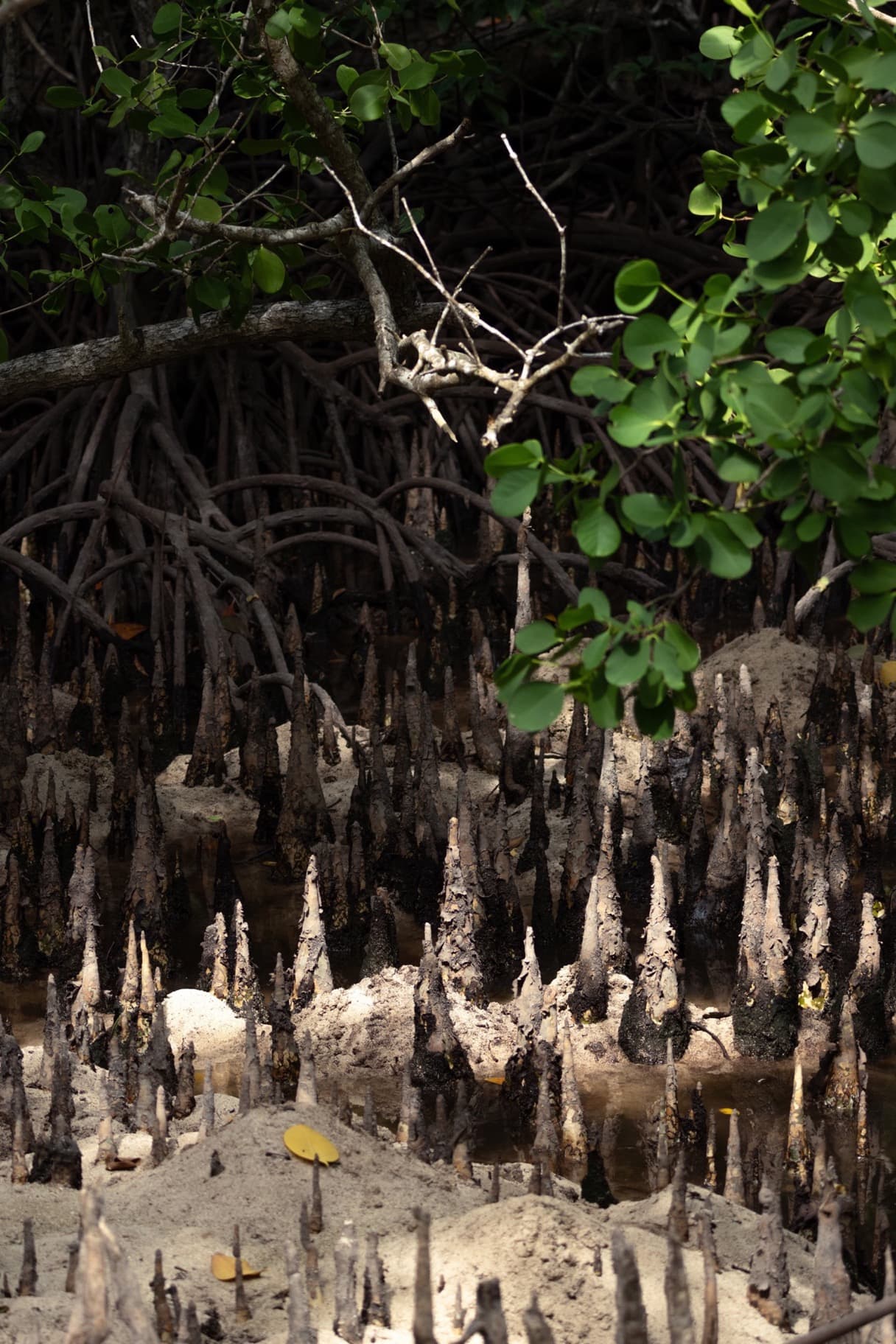 Mangrove Pneumatophores