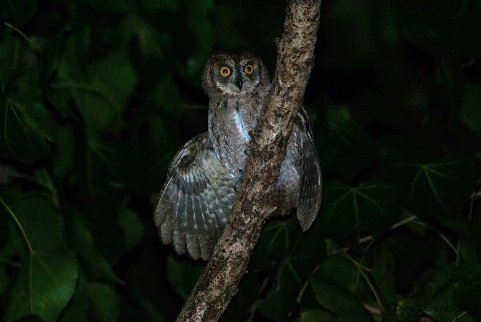 Explore Apo Reef's Coastal Wonders