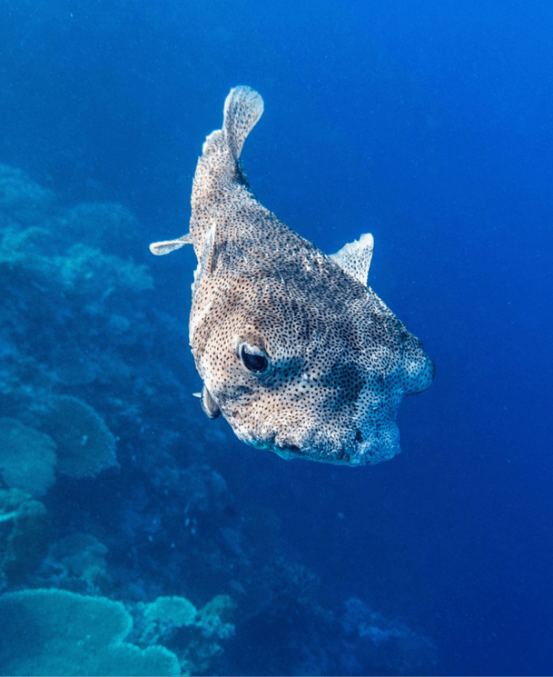 Porcupine Fish